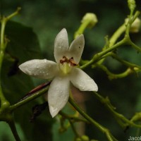 Millingtonia hortensis L.f.